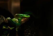 caller threat oversight numbers